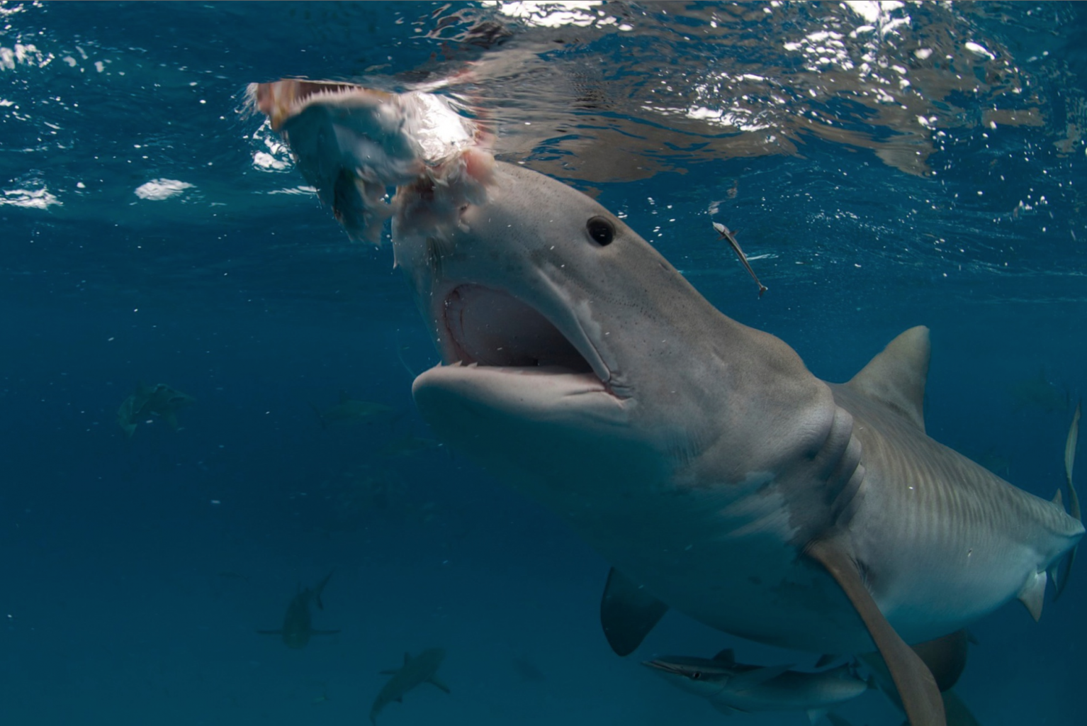 Tiger Sharks, Bahamas