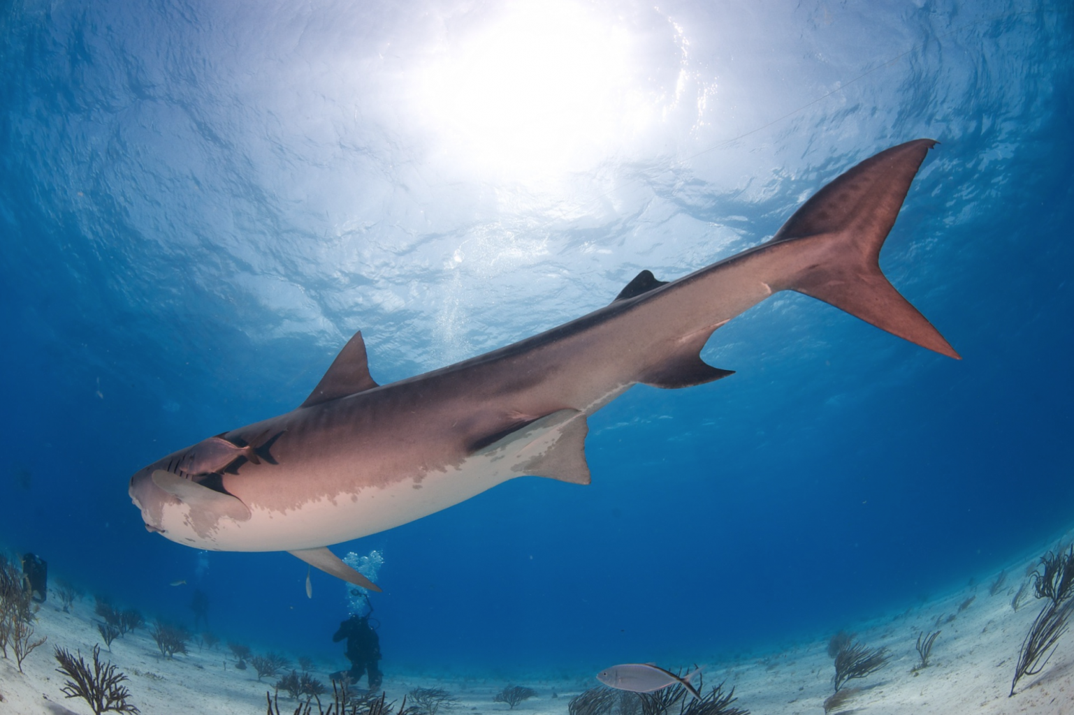 Tiger Sharks, Bahamas