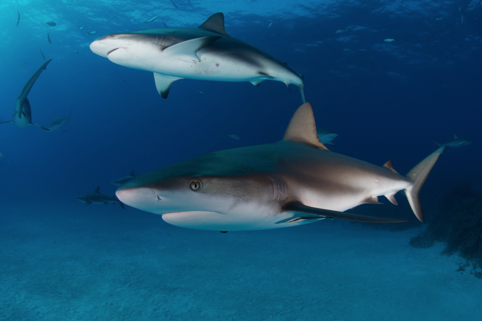 Caribbean reef Sharks, Bahamas