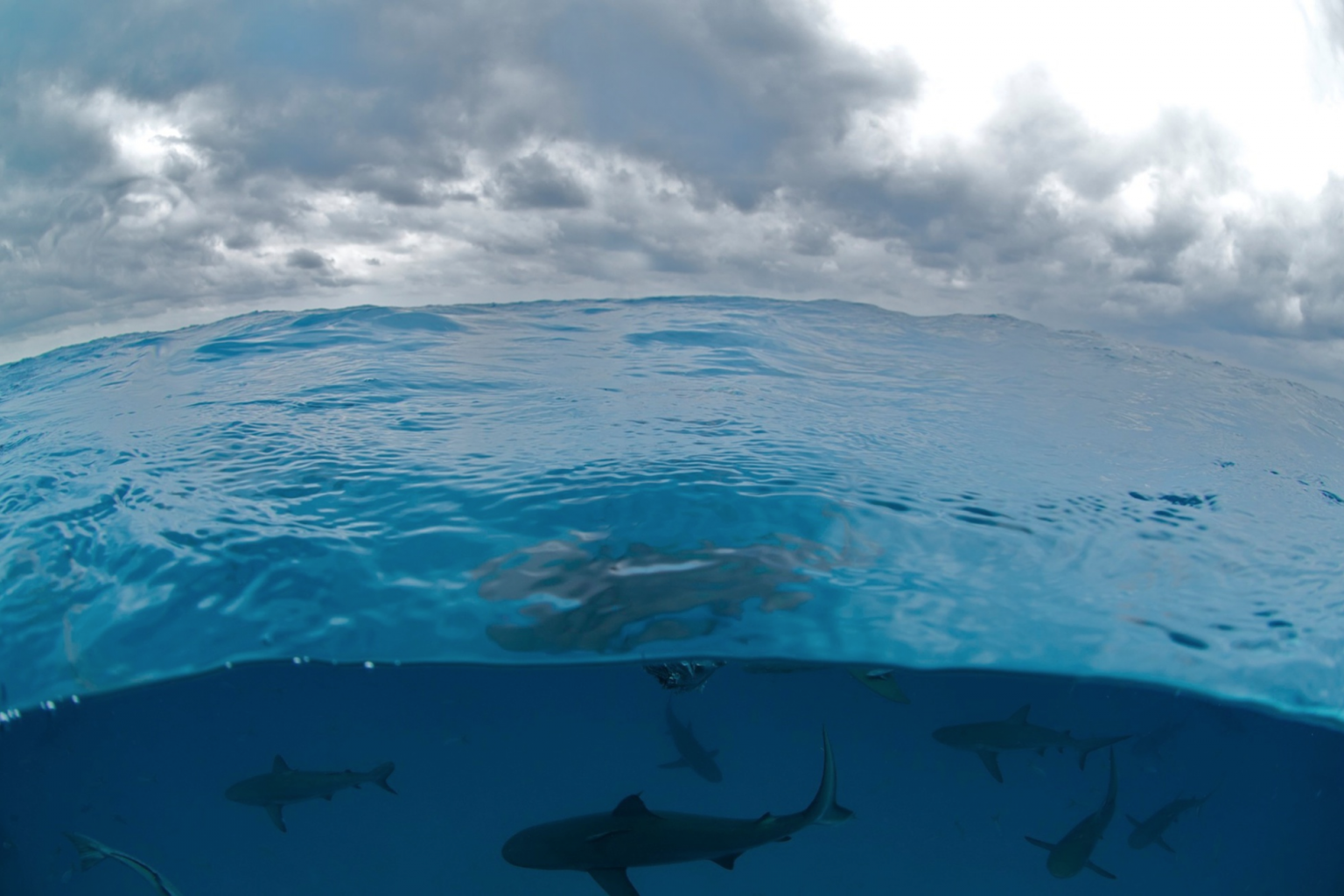 Caribbean reef Sharks, Bahamas