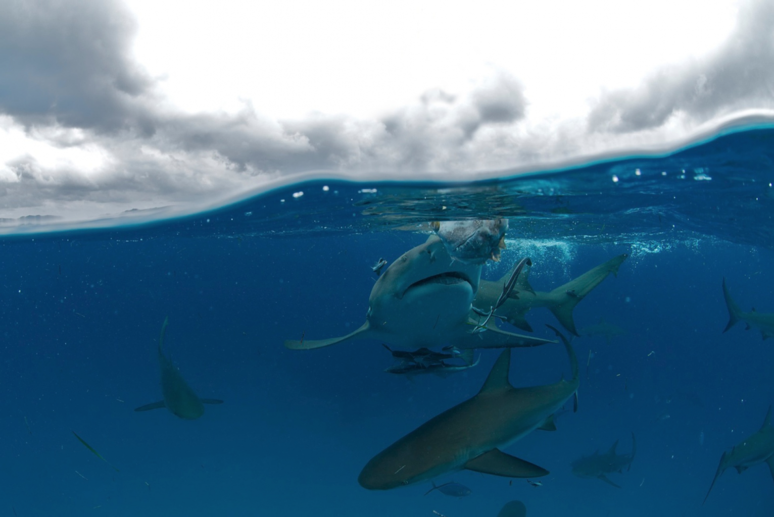 Lemon Sharks, Bahamas