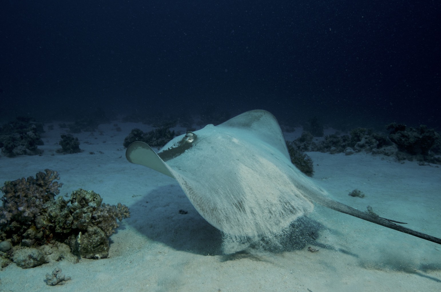 Large Grey Sand Sting Ray, Red Sea, Egypt