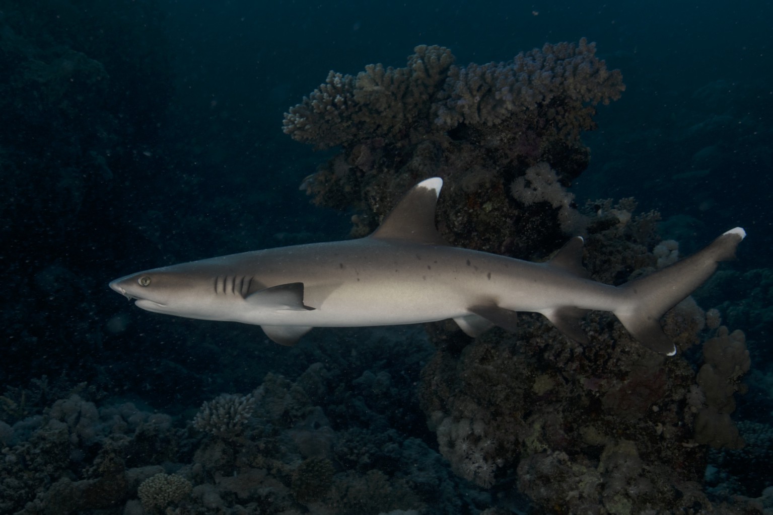 Rare find; White Reef Shark, Red Sea Egypt