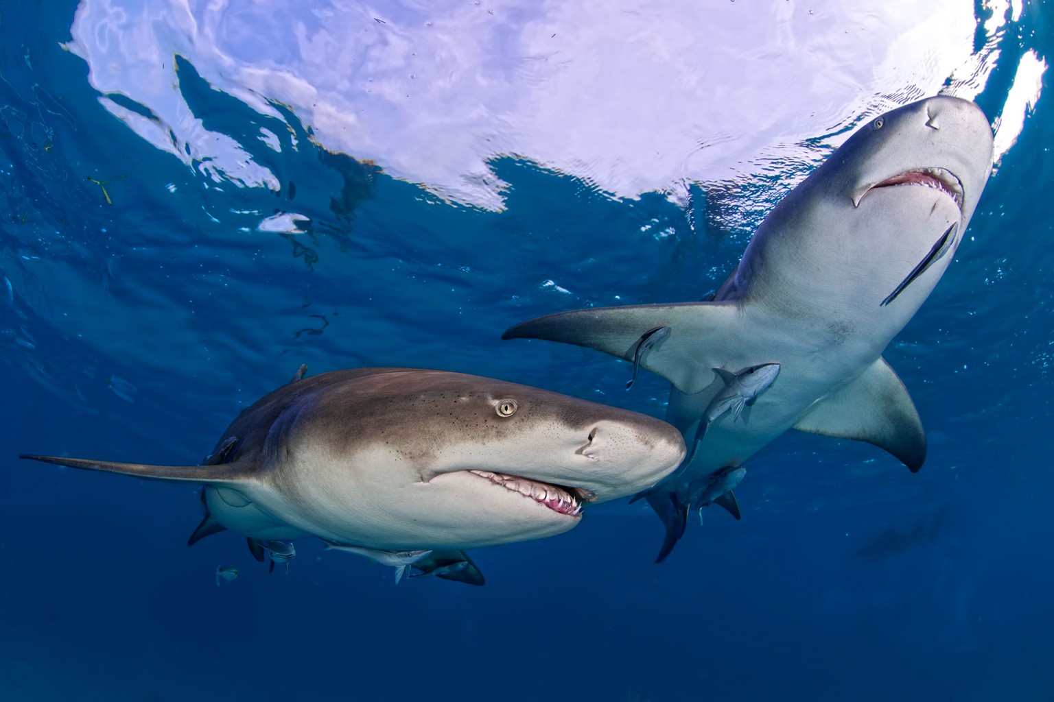 Lemon Sharks, Bahamas