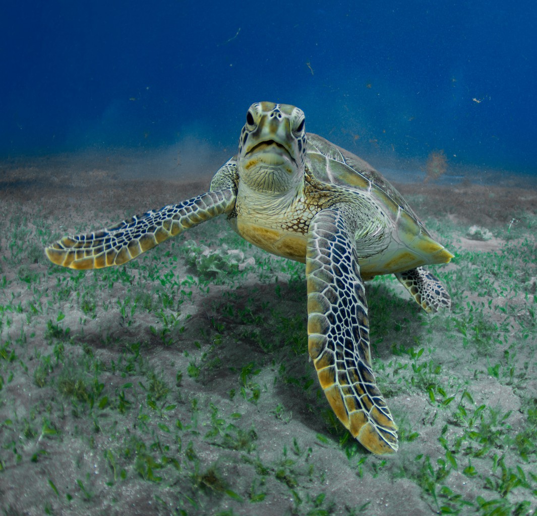 Sea Turtle feeding on Jellyfish, Red Sea - Egypt