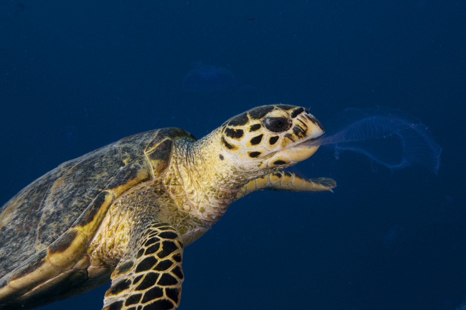 Sea Turtle feeding on Jellyfish, Red Sea - Egypt