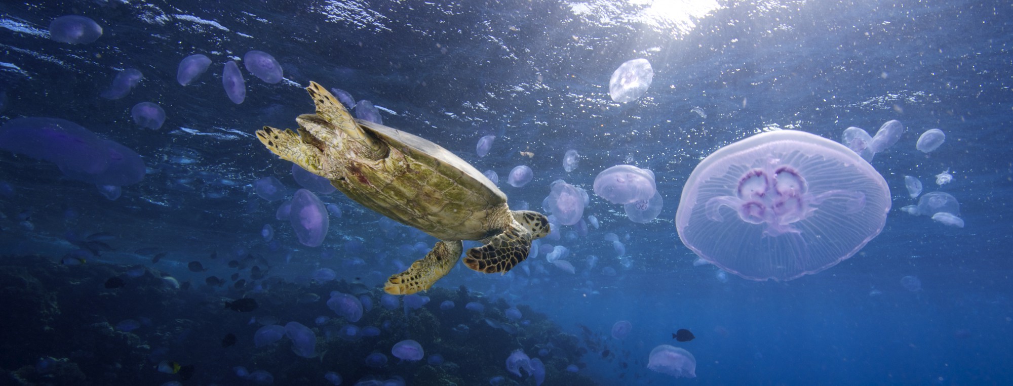 Sea Turtle, Red Sea - Egypt