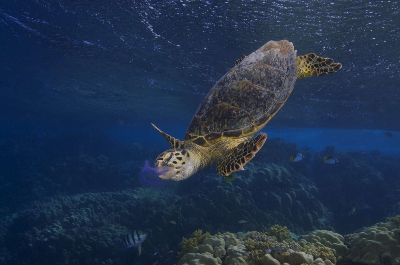Sea Turtle, Red Sea - Egypt