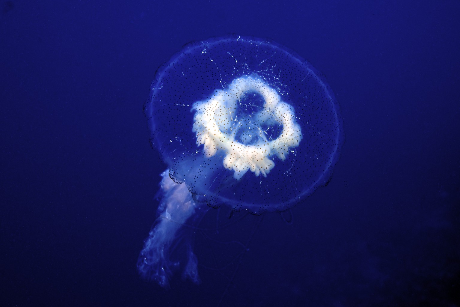 Photogenic Jellyfish invasion, Red Sea, Egypt