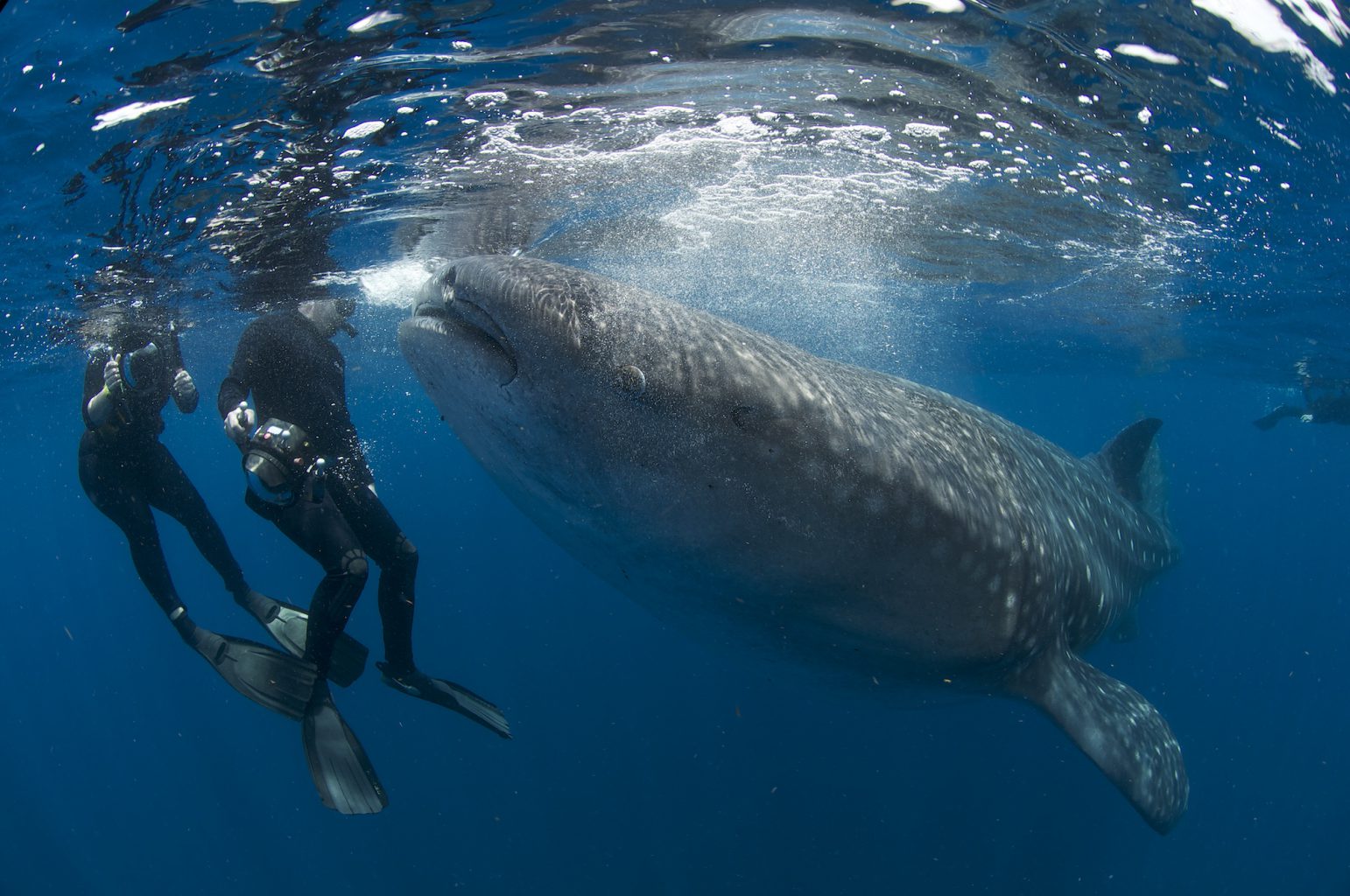 Whale Sharks, Isla Mujeres - Mexico