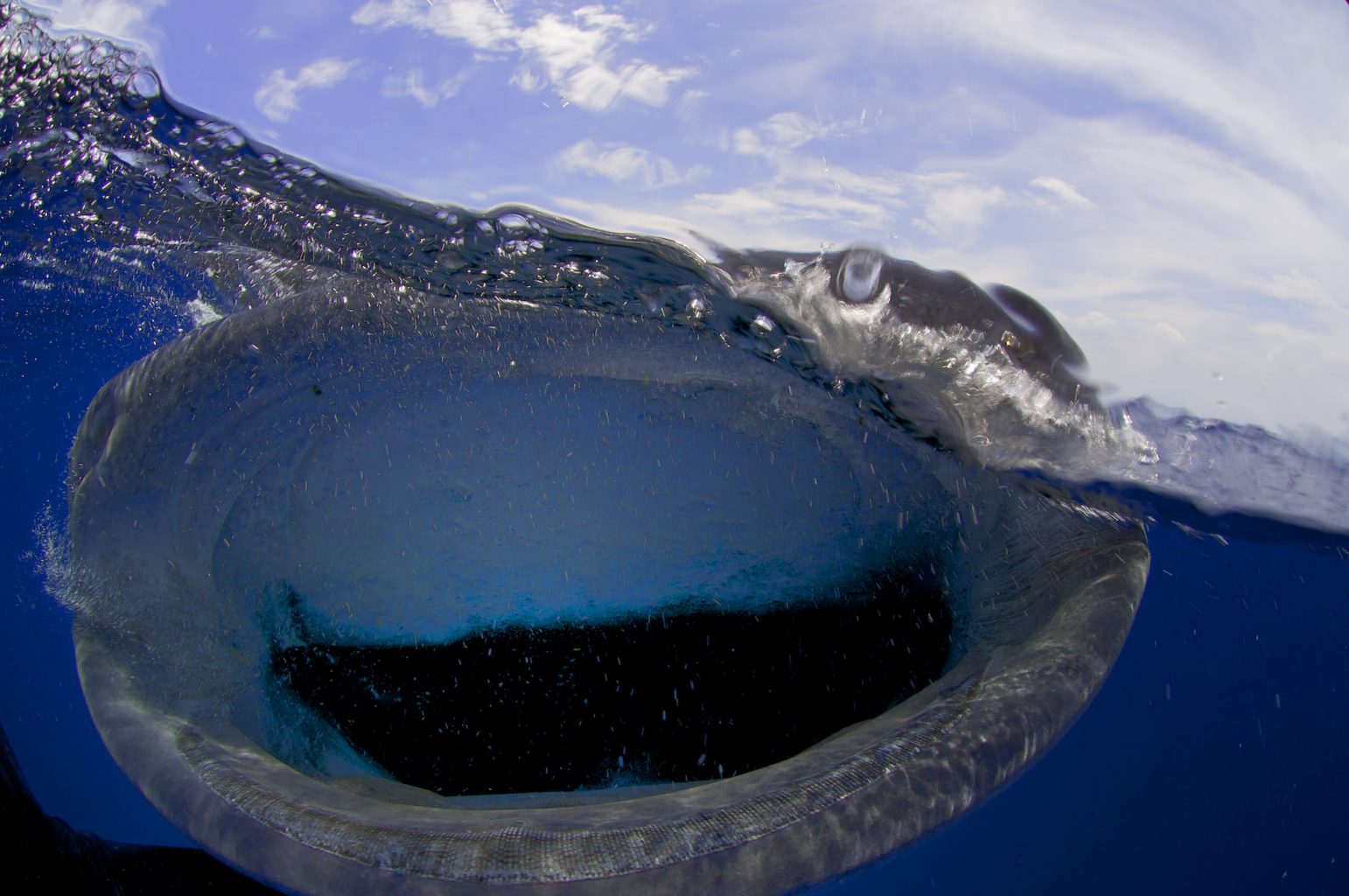Whale Sharks, Isla Mujeres - Mexico