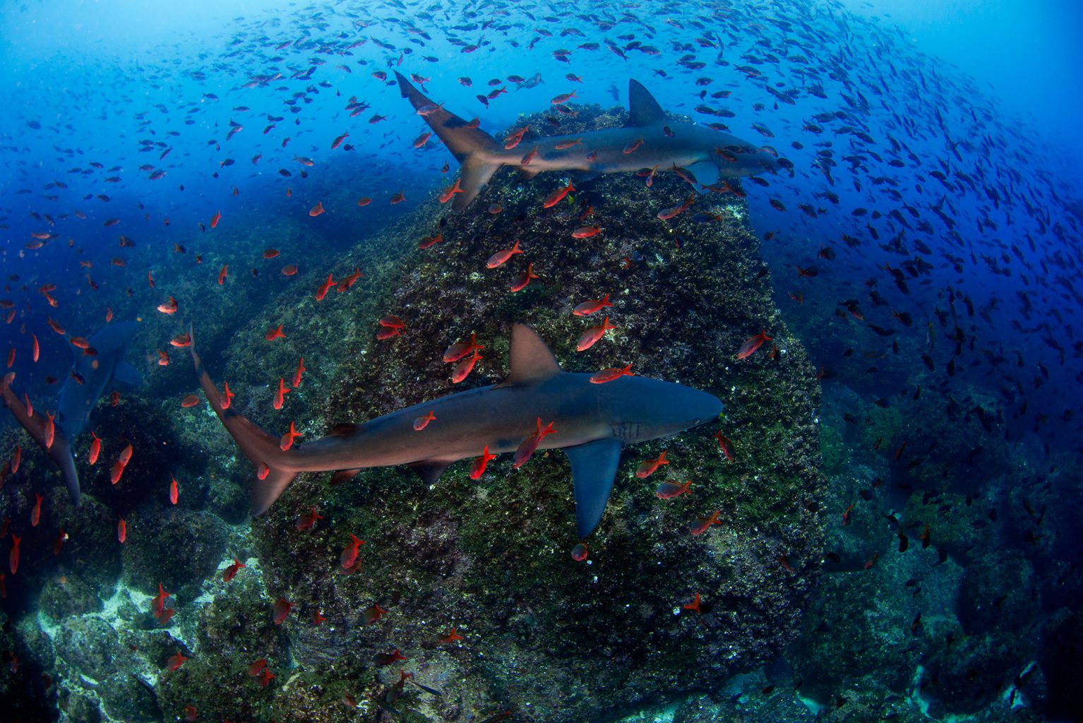 Galapagos Sharks, Haie