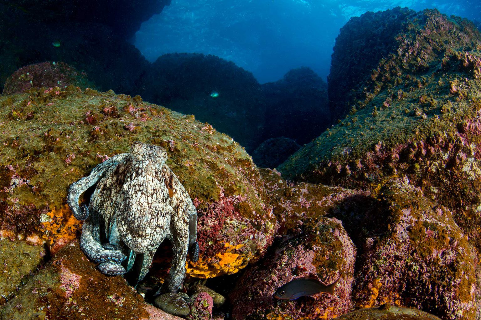 Galapagos Octopus, Oktopus