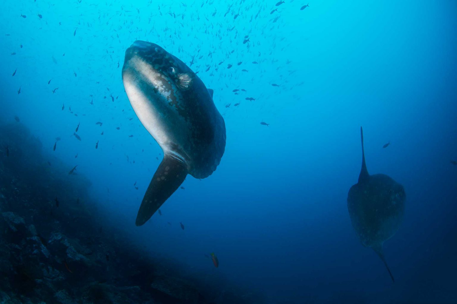 Galapagos Moonfish - Mola Mola, Mondfisch
