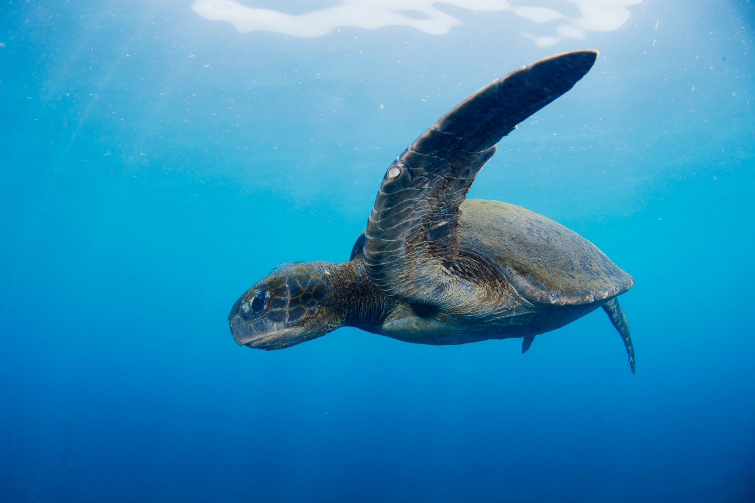 Galapagos Sea Turtle, Meeresschildkröte