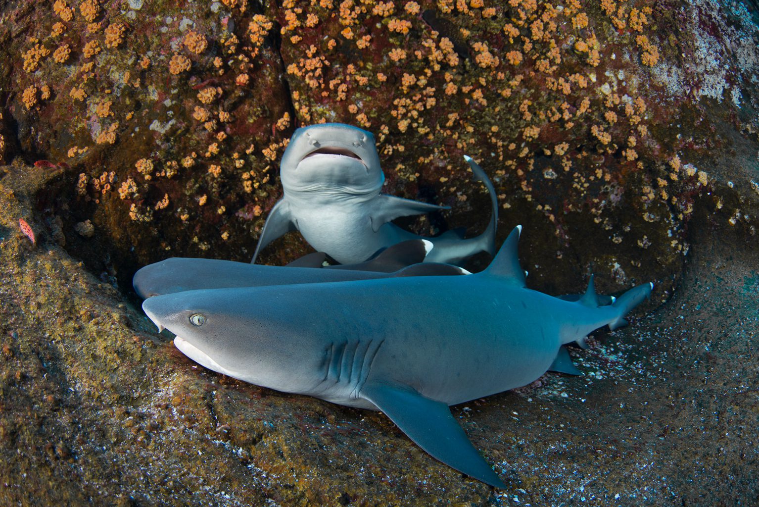 White Tip Reef Sharks, Roca Partida Revillagigedo ( Socorro ) Islands, Mexico