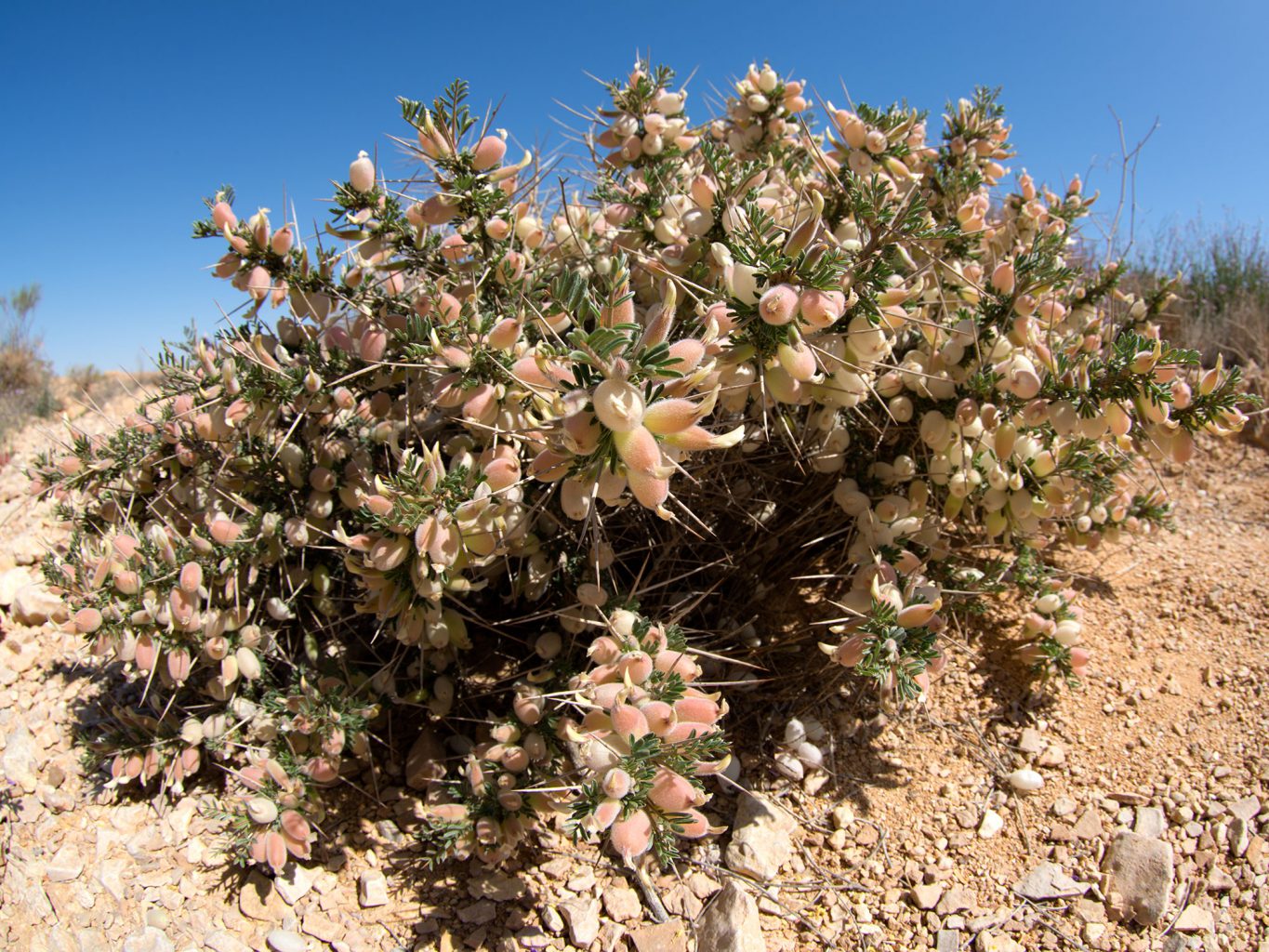 Spring Desert Bloom, Eilat - israel