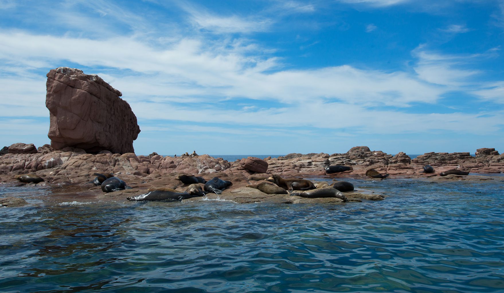California Sea Lions at Los Islotes, Sea of Cortez, Mexico