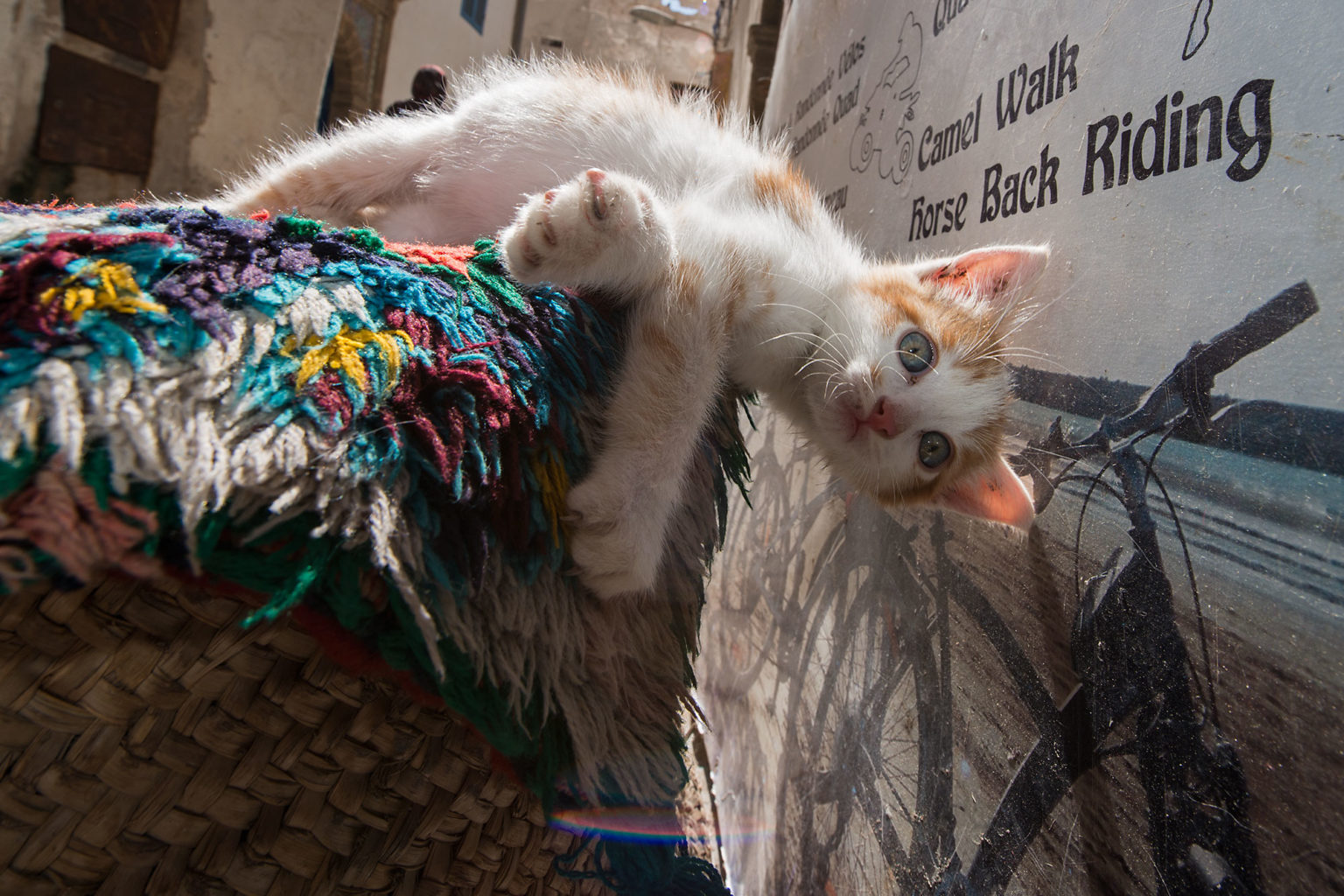 Cats in morocco